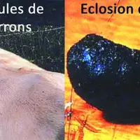 Une mouche peut pondre de 500 à 1 000 œufs sur un rayon de 5 à 6 km. Cela implique une surveillance rigoureuse du dos des bovins entre le 15 mai et le