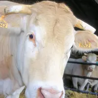La Blonde d'Aquitaine tiendra son concours national sur le Sommet 2012.