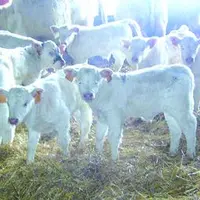Une ribambelle de veaux de Ramses nés avant Noël au Gaec Ferrandon.