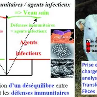L’avenir du veau se joue dans les heures suivant sa naissance.