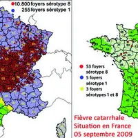 La vaccination généralisée, mesure indispensable face à une épizootie, a concerné 96 % des bovins et plus de 80 % des ovins en Creuse en 2009. En Fran