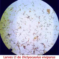 Face à toute suspicion, un diagnostic analytique sera mis en place. Il repose sur la mise en évidence de larves L1 dans les fèces par coproscopie de B