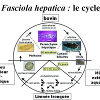 En cas de résultat positif à la phase diagnostique, un traitement sera à mettre en place le plus rapidement possible (en cas d’infestation existante,