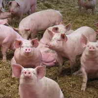 La production porcine est un élément important du paysage économique du Massif central.