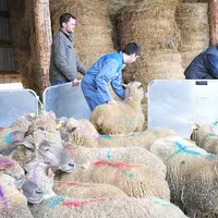 Un candidat trie les brebis.