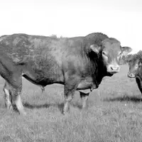 Taureau selectionné