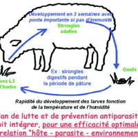 Le plan de lutte et de prévention antiparaistaire doit intégrer, pour une efficacité optimale, la relation "hôte - parasite - environnement".