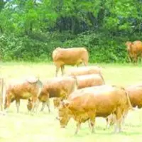 L'offre de bovins de boucherie dépasse, depuis l'été en Limousin comme en France, celle de 2009.