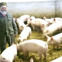 Les 450 porcs de Daniel Mallet sont nés dans la maternité collective. Un complément intéressant pour son Gaec qui fonctionne principalement avec des b