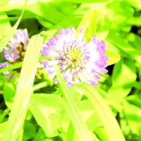 Un trèfle violet