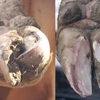 En dehors de toute boiterie, le parage orthopédique devrait être la règle sur l'ensemble des animaux présentant au moins un signe d'alerte : onglon dé