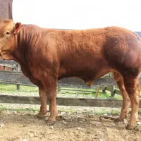 Griffon est l’un des trois veaux qualifiés RJ à franchir la barre des 10 000 euros et la frontière espagnole.