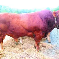 Chaque éleveur de la zone du Gie France Limousin Testage peut débuter les IA de testage comme traditionnellement depuis la mi-décembre.