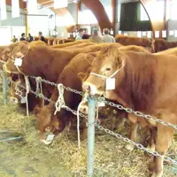 Les concours ont été un succès avec la présence de 33 élevages  provenant du Limousin, de l'Indre et du Cantal (2).