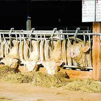 Les éleveurs demandent un moratoire sur toutes les exigences touchant à l’environnement ou au bien-être animal, et ils souhaitent la mise en place d’o