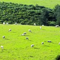 Ovins au pâturage.