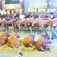 Lors du comice agricole de Bourganeuf.