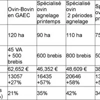 L'excédent brut d’exploitation des éleveurs ovin devrait s'améliorer de plus de 30 %.