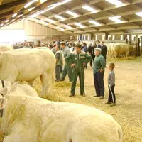 Sur les 14 reproducteurs mâles Charolais vendus, 6 ont rejoint l'Allier, 5 la Creuse et 3 le Puy-de-Dôme.