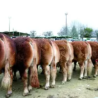 A l’image de ce magnifique lot d’ensemble composé de Beke (RJ), Cluny, Anamite, Vertue, Avocette, Chouchoute, Duchesse et Charmante, le Gaec Pimpin Fr