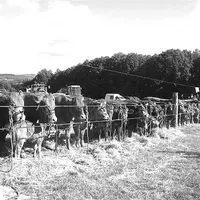 Quasiment pas un des animaux de ferme n'était oublié, avec les bovins bien entendu.