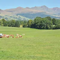 L'herbe est la clé de voûte des élevages du Massif Central, explorer ses multiples facettes est essentiel  pour l'avenir de la production.