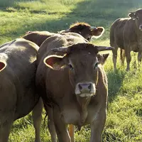 Vaches Aubrac au pré