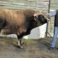Imposant ne sera pas le seul à représenter la race Aubrac au CGA.