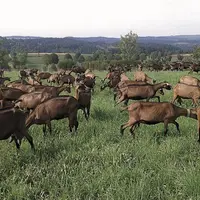 Une réorientation de production d’une exploitation de Margeride auparavant uniquement en bovin viande.