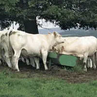 Le changement d’alimentation doit se faire progressivement. Il faut trois à quatre semaines à la flore microbienne pour s’adapter à un changement de f