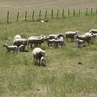Limovin devient la douzième section territoriale du groupe coopératif Sicarev.
