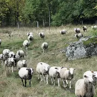 Le projet repose à la fois sur l’étude de pratiques existantes et sur l’acquisition de références.