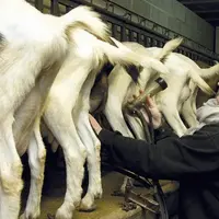 L’usure des manchons et tuyaux amène à la formation de micro-craquelures, pas toujours faciles à détecter à l’œil nu. Il faut penser à les remplacer r
