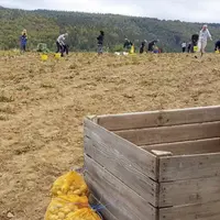 Si la seconde édition du ramassage au champ des pépites de l’Aubrac de ce 19 septembre dû être interrompue pour cause de pluie, le succès est au rende