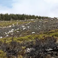Alors que la saison des écobuages touche à sa fin, retour sur la création d'un GIEE autour de la zone du Pont-de-Montvert, pour soutenir les agriculte