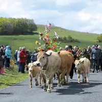 Plus de 150 couples d’Aubrac ont transhumé dimanche dernier au col de Bonnecombe.