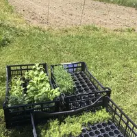 La chambre d’agriculture, en collaboration avec Crodarom vient de lancer une expérimentation pour produire des plantes en Lozère, chez les agriculteur