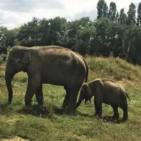Les éléphants d’Asie vivent en harde pouvant contenir jusqu’à 20 individus, cette harde est composée de femelles et de jeunes non sevrés. En effet les