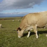 Pour être éligibles, les jeunes bovins vifs destinés à l’export doivent peser moins de 680 kg en poids vif.
