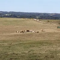 À partir de la nouvelle Pac, qui sera mise en place en 2023, les aides bovines allaitantes changent. Explications.