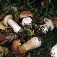 La réglementation de la cueillette des champignons fait l’objet d’un nouvel arrêté préfectoral en date du 22 octobre 2018.