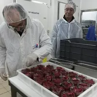 Cent cinquante kilos de venaison ont été transformés, sous la forme de 509 verrines de 250 g chacune.