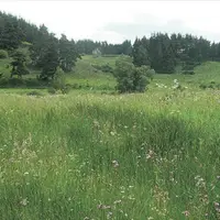 Prairie humide sur la Margeride. Le fourrage issu de ces prairies est constitué d’espèces différentes de celui issu des prairies sèches. Cette diversi