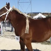 Samedi 16 octobre avait lieu le 35e concours régional Occitanie des chevaux de trait sous la grande halle d'Aumont-Aubrac.