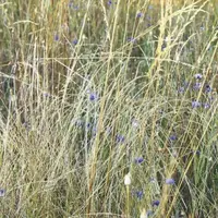 L’application scientifique et le parc national des Cévennes se sont associés pour développer une connaissance plus fine de la flore du PNC.
