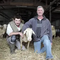 Maël Blanc et son père conduisent un troupeau de brebis laitières.
