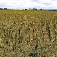 Les orages de grêle de la semaine dernière ont causé plus de 16,6 millions d'euros de dégâts de récolte, selon Groupama. Les grandes cultures et la vi