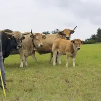 Les 18 et 19 septembre se déroulera le concours départemental Aubrac à la halle d’Aumont-Aubrac. Une manifestation attendue par les éleveurs, et l’occ