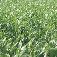 Dans la perspective des prochaines élections au Parlement européen, les filières agroalimentaires françaises se prononcent sur la généralisation des c