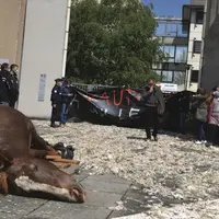 FDSEA et JA sont venus déposer le cadavre d'une jument attaquée à Vezins de Lévézou par les vautours devant la DDT.